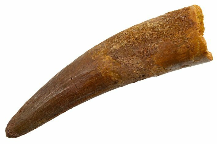 Fossil Spinosaurus Tooth - Real Dinosaur Tooth #330062